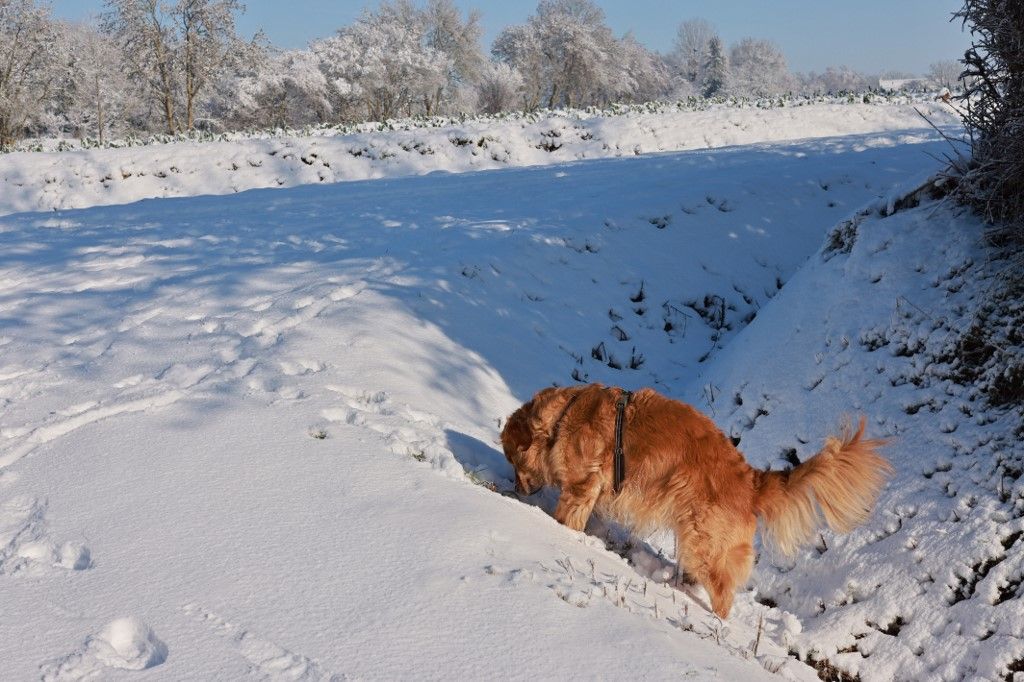 FRANCE - WEATHER - ILLUSTRATION kutya