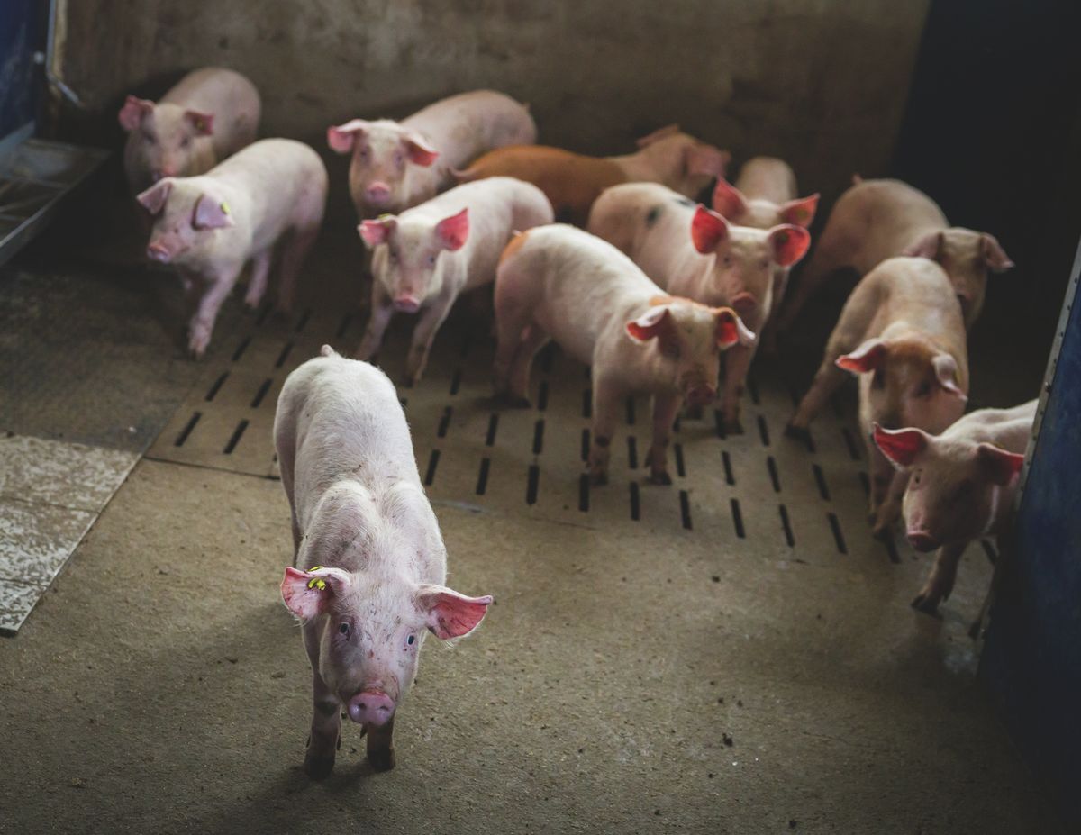 Válságban az állattenyésztés: milliárdos támogatásokkal segíti a kormány a sertéságazatot