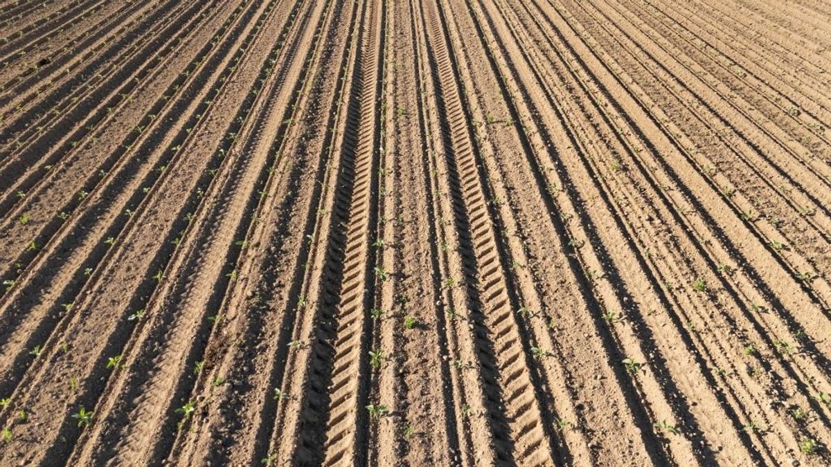 Mercosur-botrány: megszólalt Ursula von der Leyen, majd kicsattan az örömtől – azonnal megkapta a választ a lengyel gazdáktól 