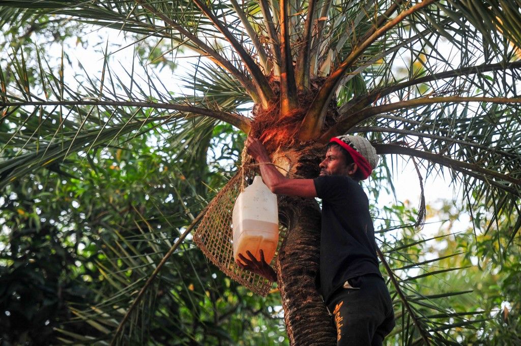 Nipah Virus - Health Department Warns Against Consuming Raw Date Juice In Bangladesh nipah vírus