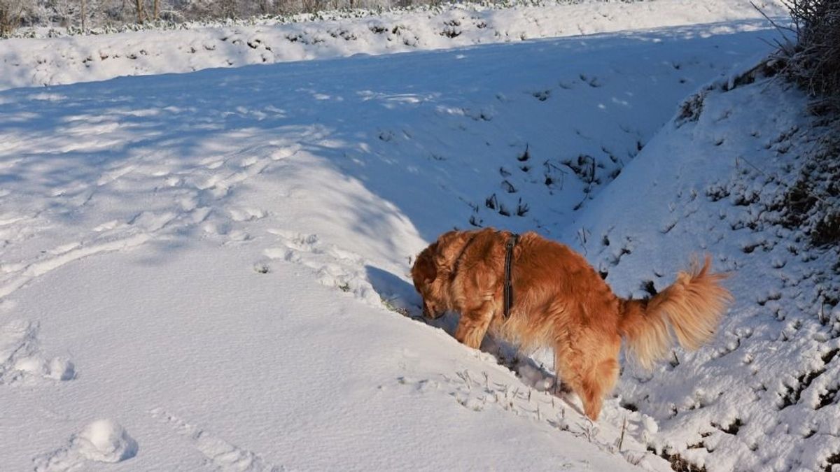Több mint 1000 házikedvenc találta meg a gazdáját, miután bevitték őket a Mol-kutakra