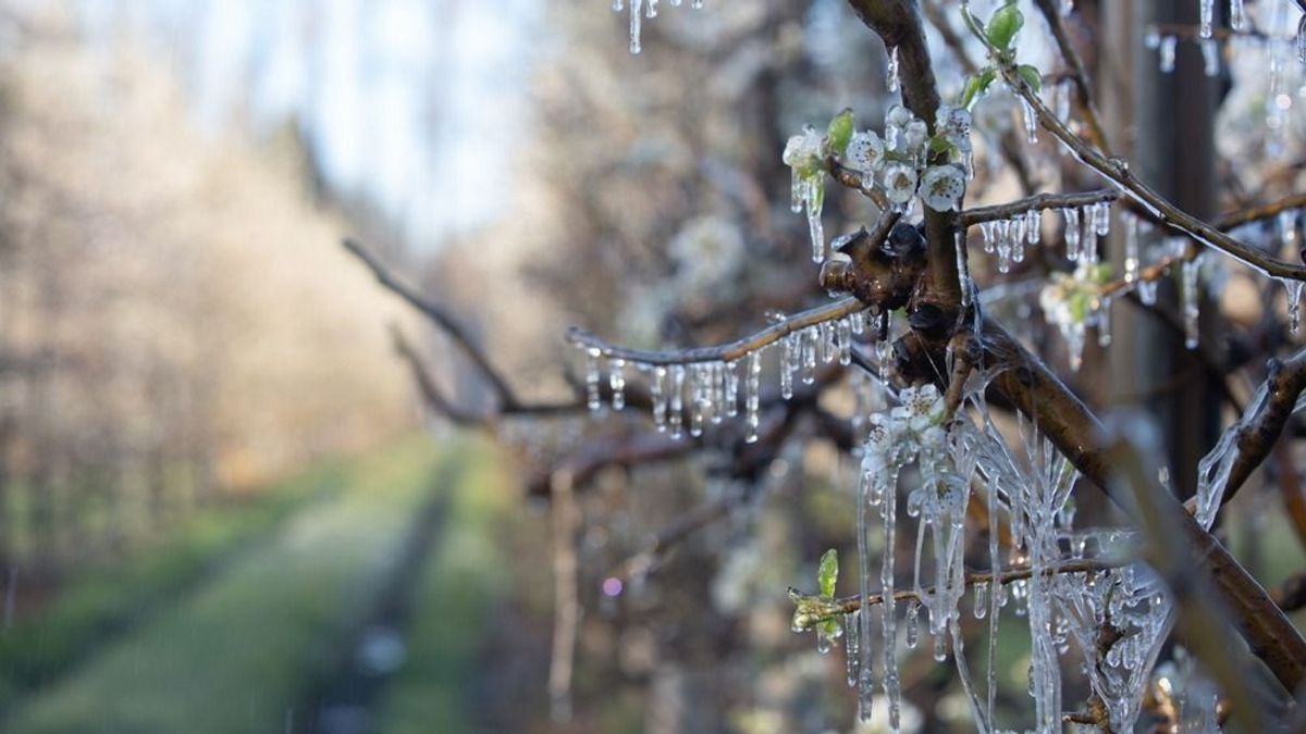 Fellélegzhetnek a gazdák: a kormány enyhítheti a tavalyi fagykárukat – sietnie kell annak, aki szeretné 