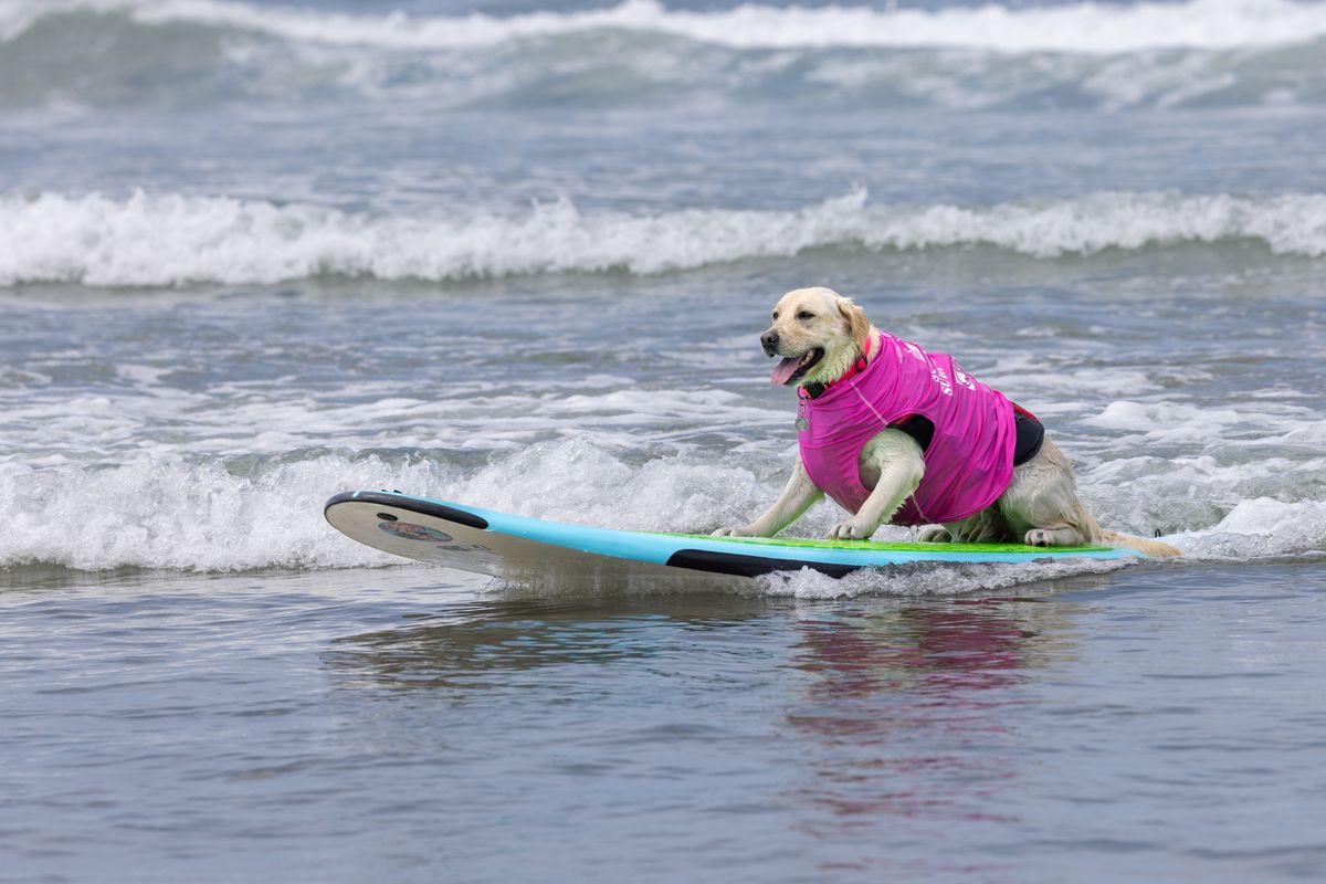 Dog,Surf,Competition,September,10th,,2023,At,The,Del,Mar, álomállás