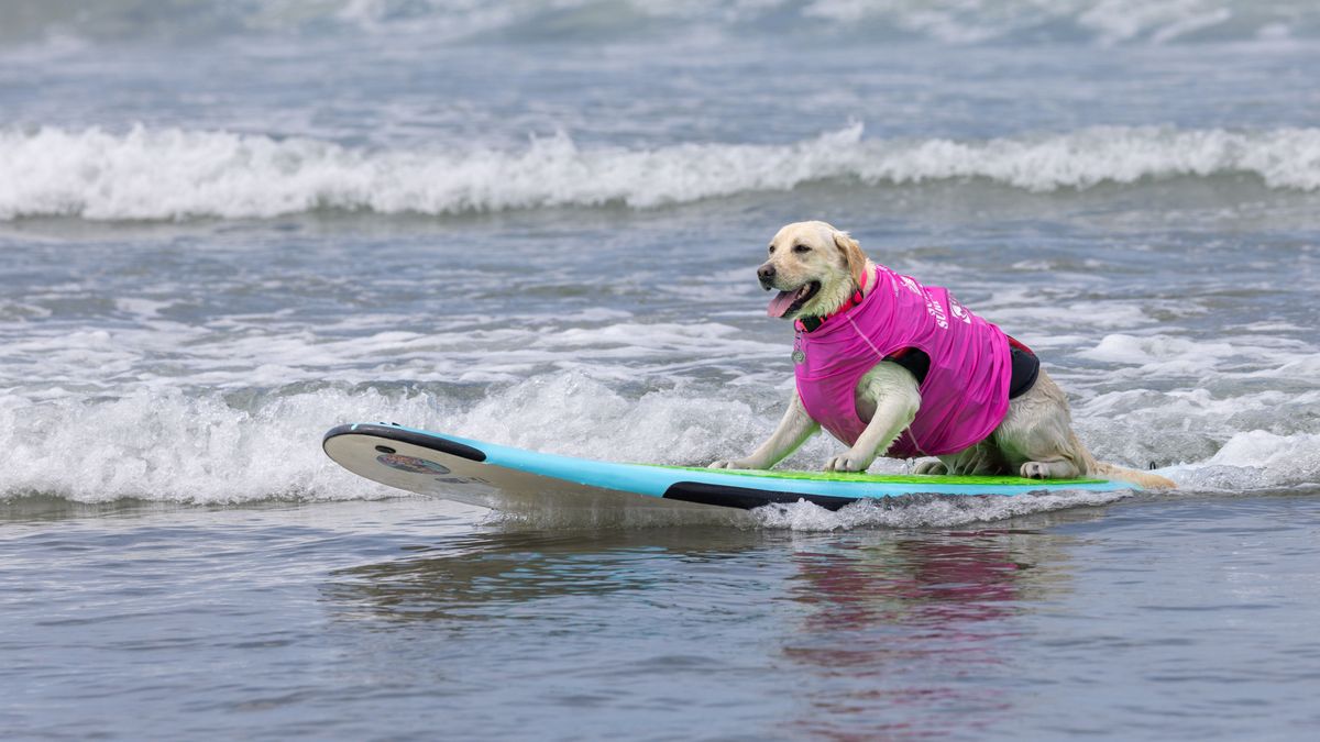 Hat álommunka, ami nem hiszed el, hogy létezik – ezekről még biztos nem hallottál