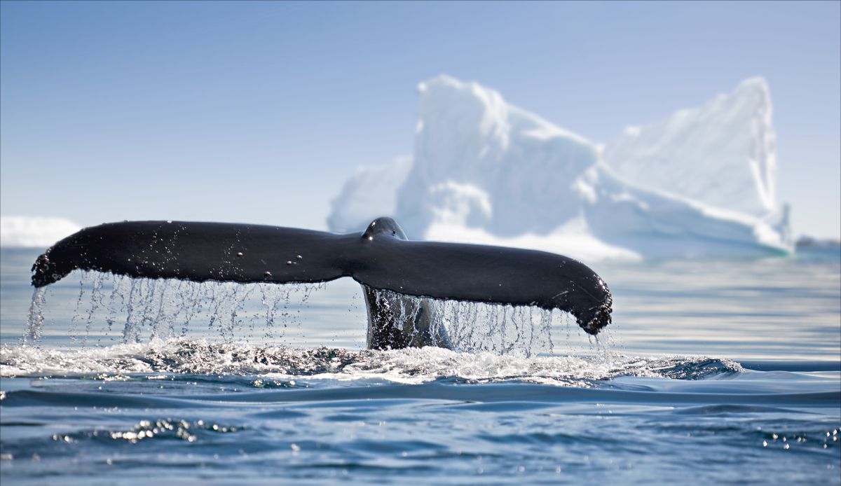 Beautiful,View,Of,Icebergs,And,Whale,In,Antarctica