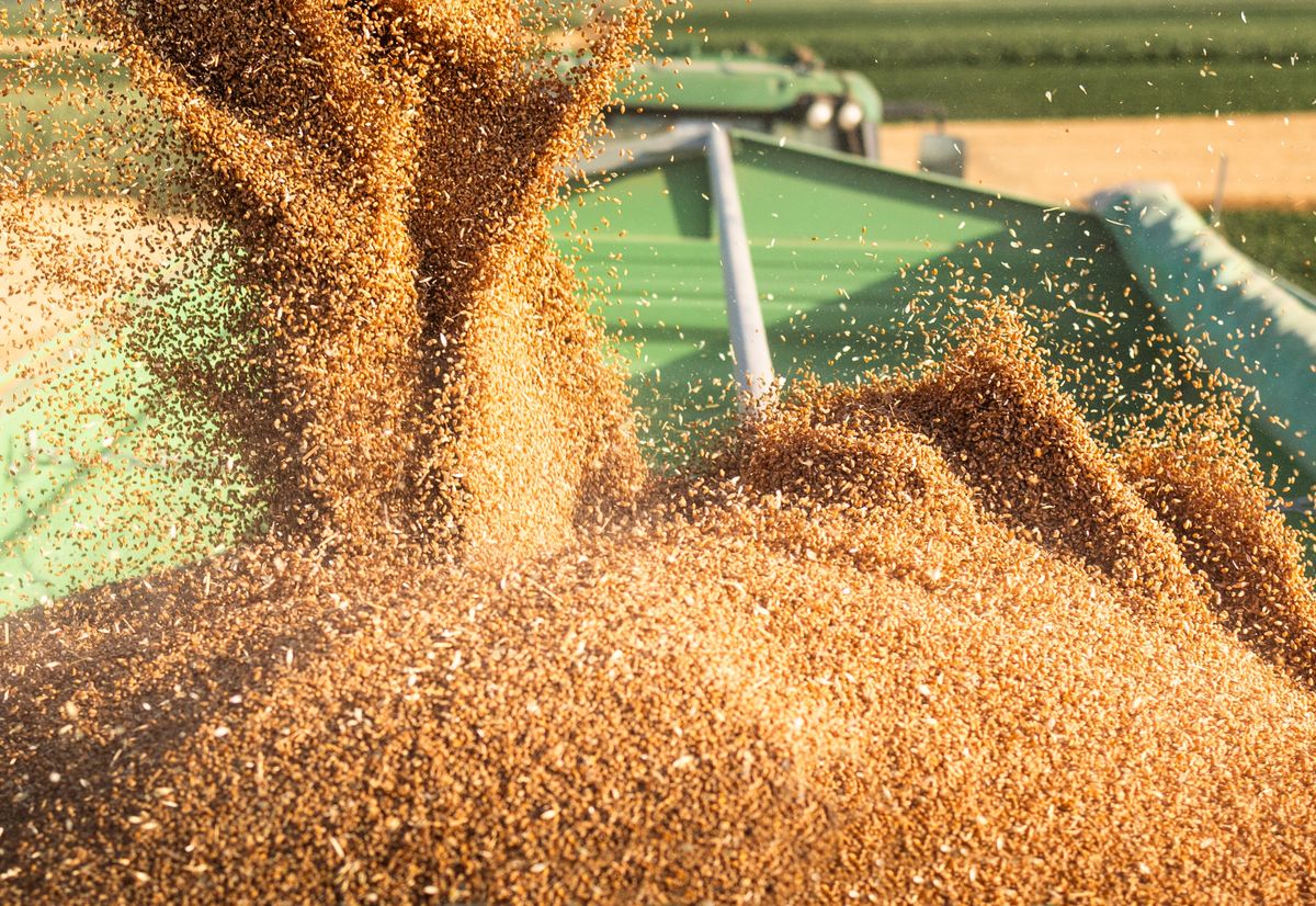  Bászna Gabona Wheat,Harvesting.modern,Harvester,Loading,Off,Wheat,On,Tractor,Trailers.