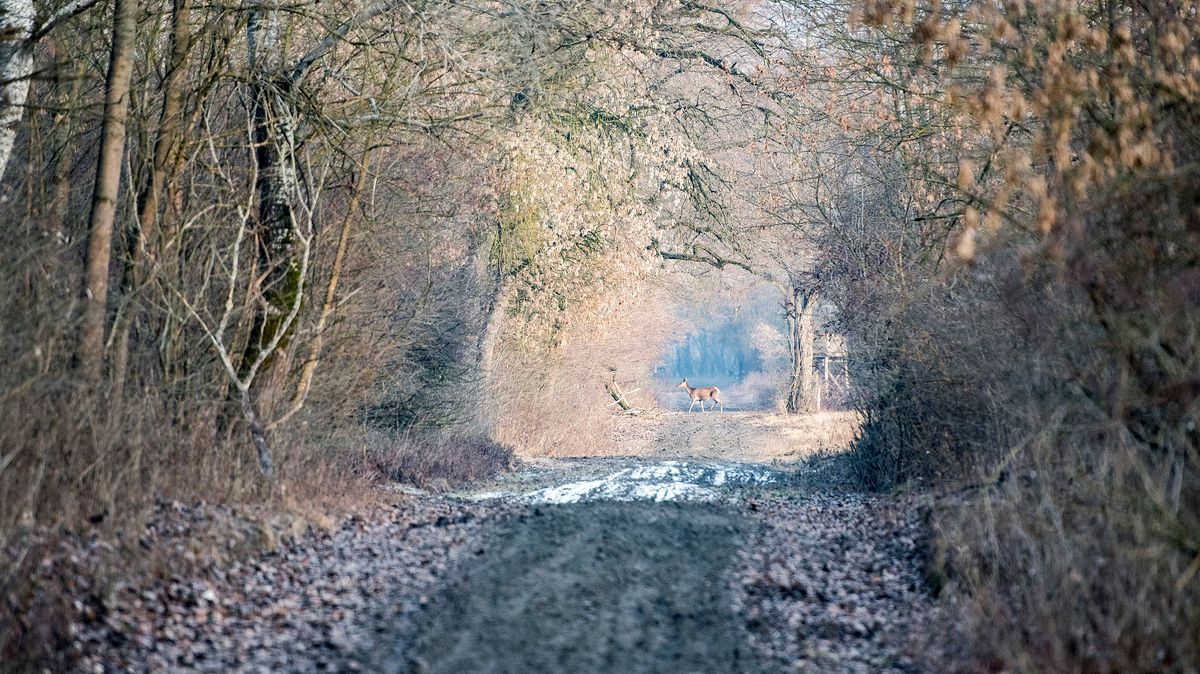 Szarvas a Gemenci Erdő- és Vadgazdaság Zrt. Pandúr-szigeti erdészetének területén a Bács-Kiskun megyei Szeremle közelében. Fotó: Sóki Tamás