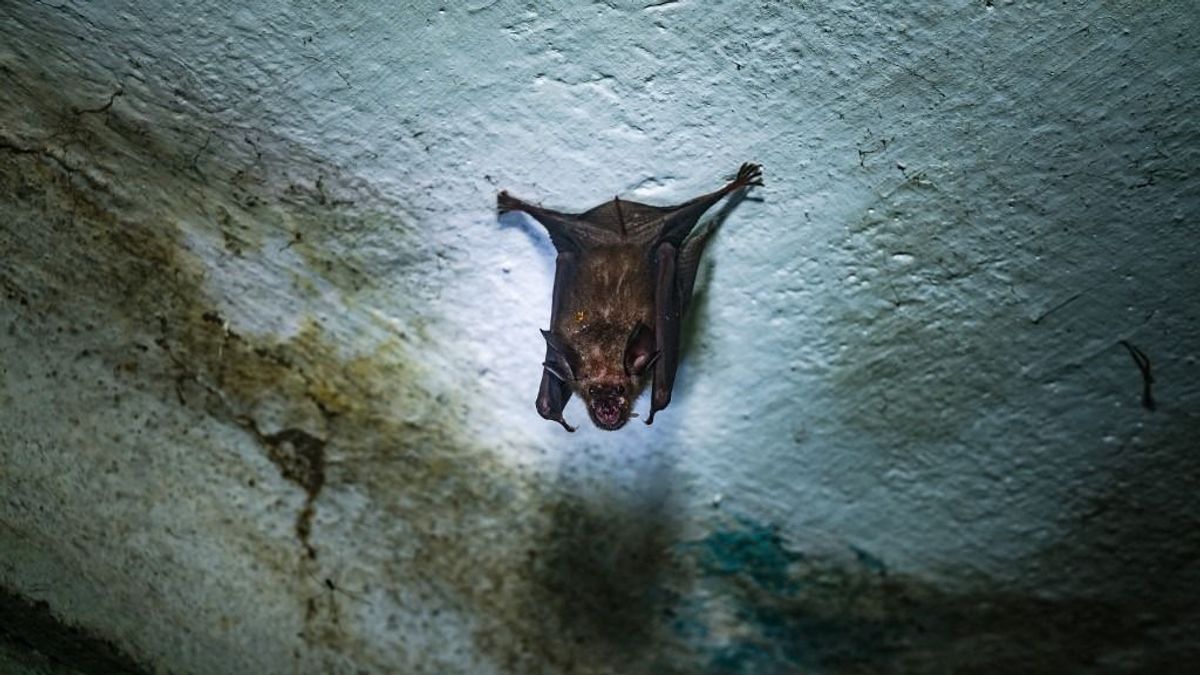 Új halálos vírus terjed, itt a következő Covid? Megszólaltak a legjobb virológusok, ez vár Magyarországra – a nipah ellen nincs oltás 