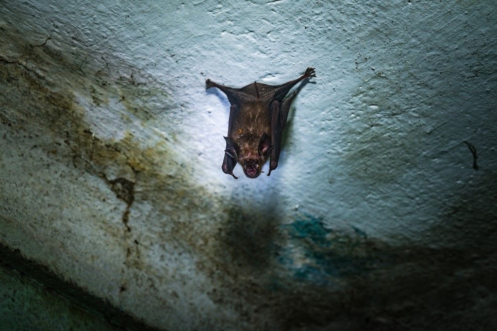 Indian Roundleaf Bat - Urban Encounters Of The Bat Kind - Disease Vector - Dark Knights - Animal India nipah vírus