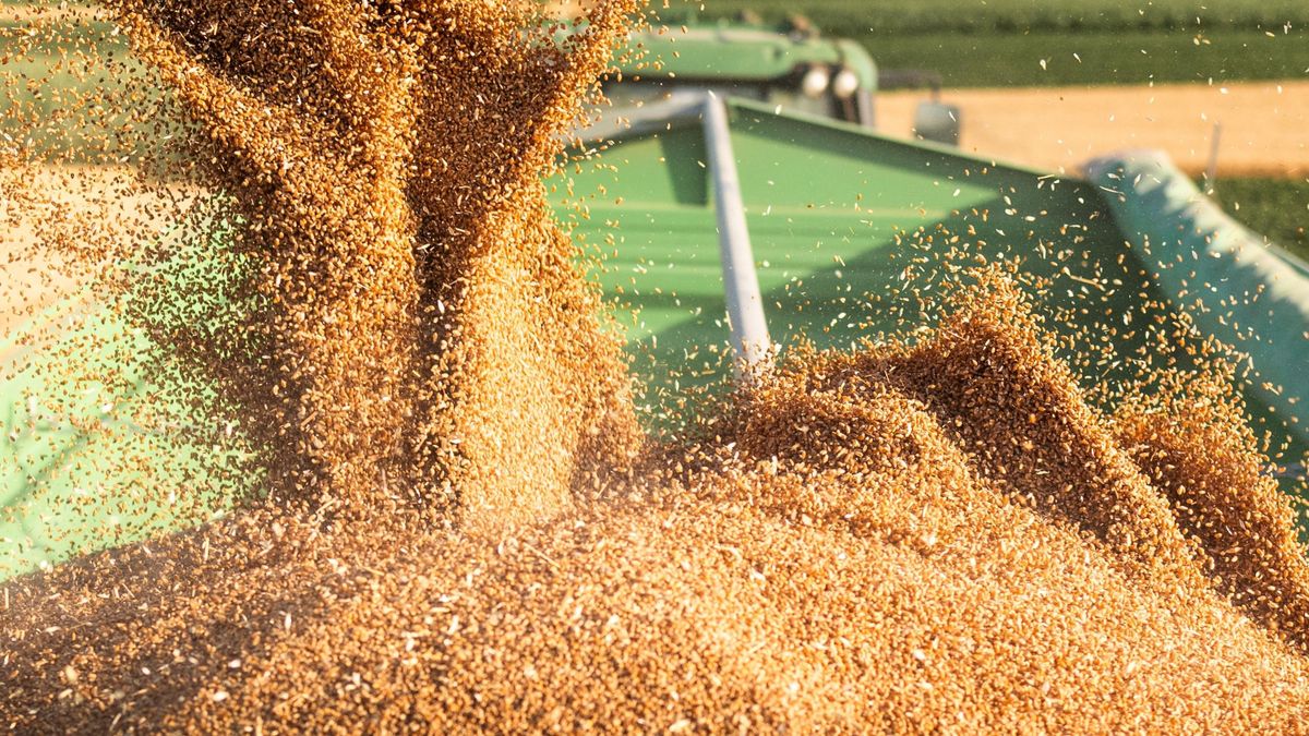 Wheat,Harvesting.modern,Harvester,Loading,Off,Wheat,On,Tractor,Trailers. orosz