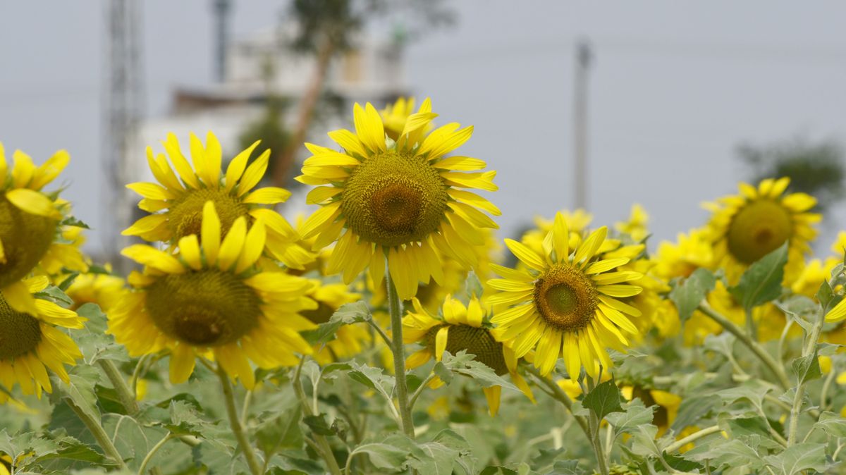 ukrán,Closeup,Of,A,Sunflower,Growing,In,A,Field,Of,Sunflowers