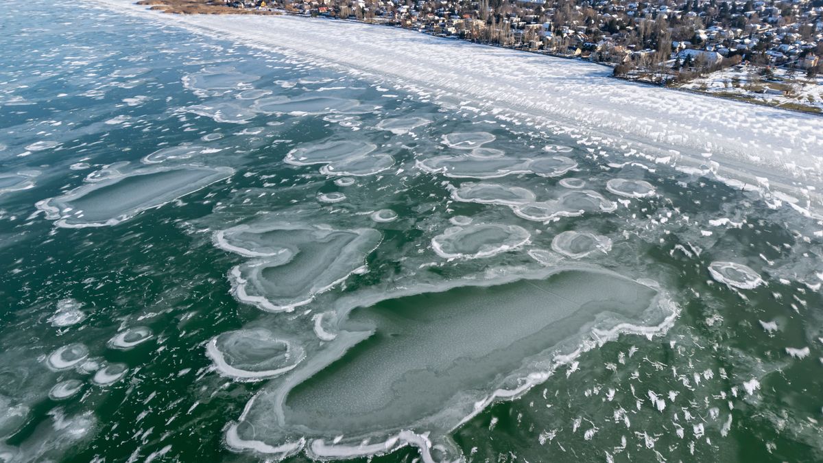Most érkezett: már a Balatonnál is pusztít a madárinfluenza, sorra hullanak el az állatok