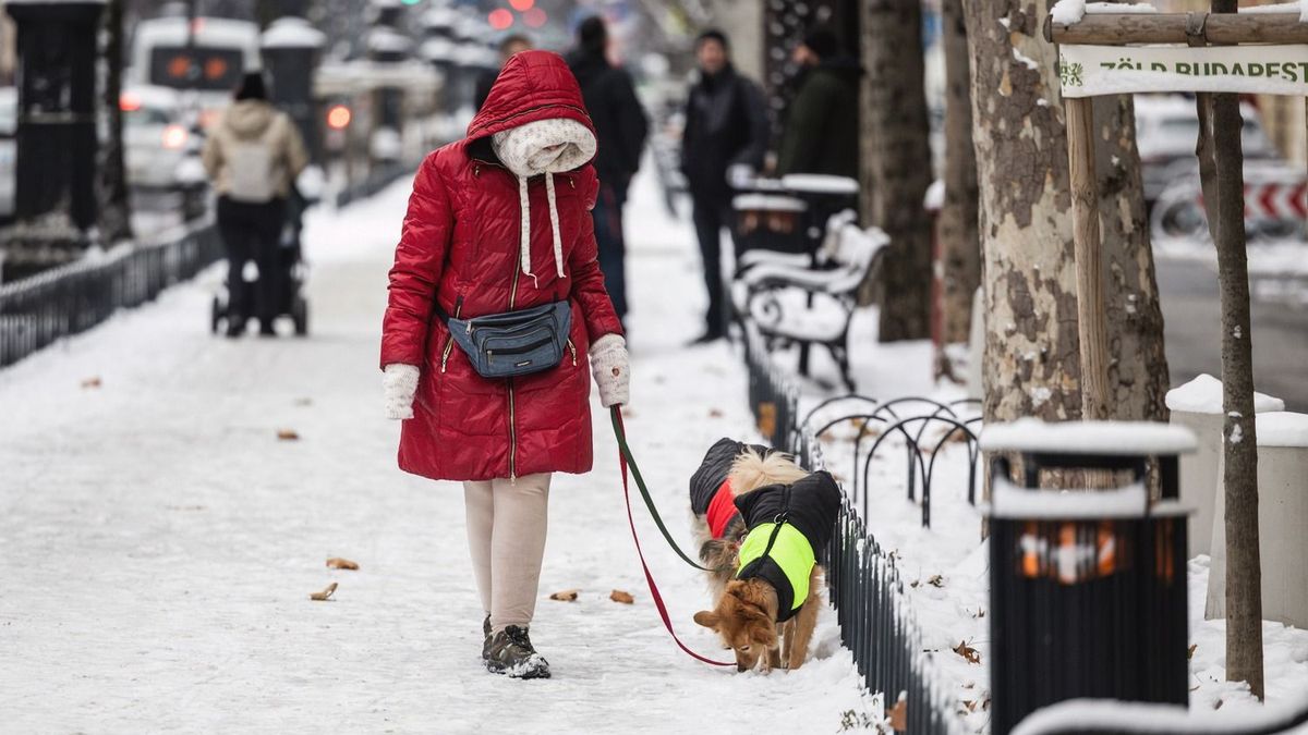 A szigor ellenére a budapestiek újra és újra ugyanabba a hibába lépnek a kutyasétáltatás során 