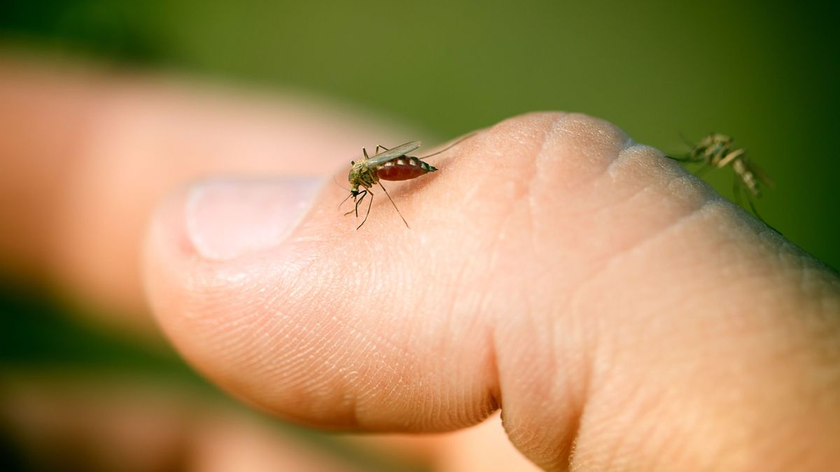 Halálos veszéllyé váltak a szúnyogok Európában, Magyarország sem fog kimaradni 