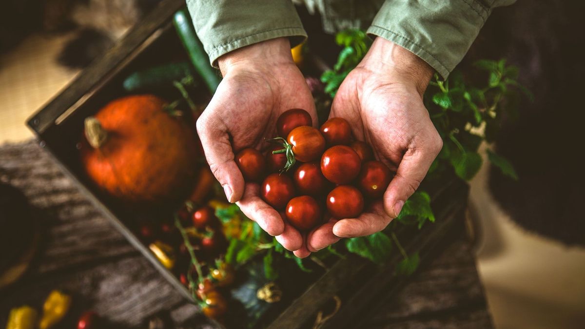 Organic organikus vegetables zöldségek on wood. kisgazda gazdálkodó földműves Farmer holding harvested szüret vegetables. Rustic setting , beruházás