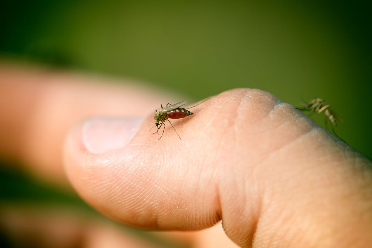 Szúnyogok által terjesztett trópusi betegség: egyre több európai terület válik kockázatosabbá a klímaváltozás miatt