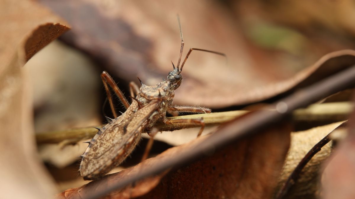 rablópoloska, Assassin,Bug,(reduviidae),Is,A,Predatory,Insect,Equipped,With,A