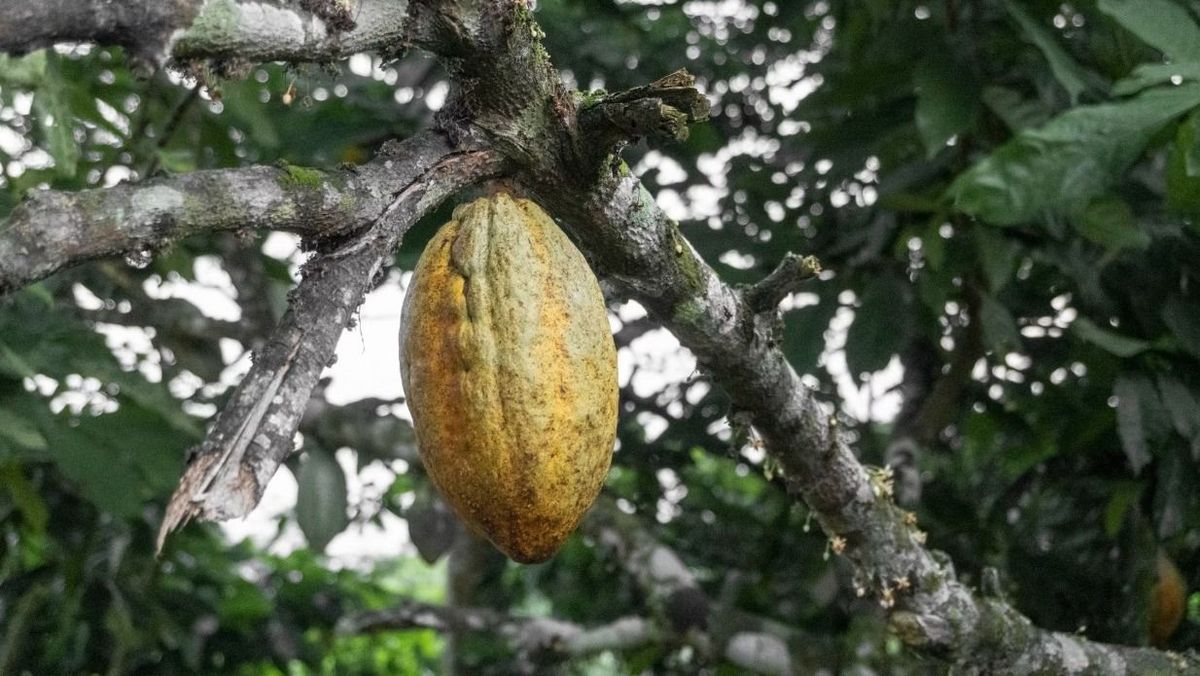 kakaóbab, ghána