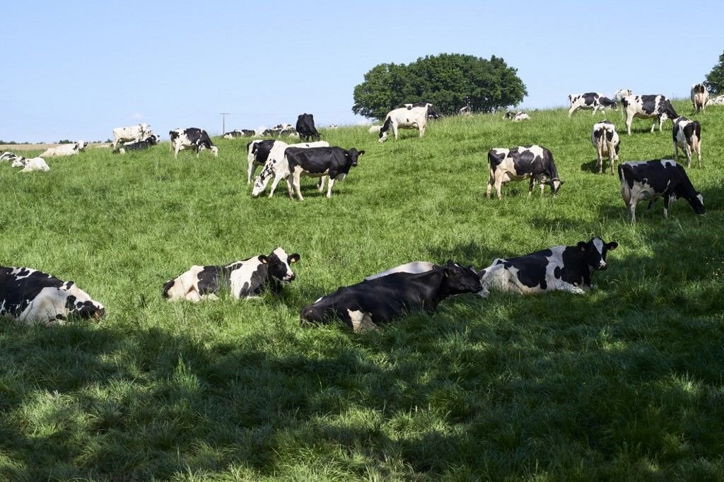 FRANCE - AGRICULTURE - ILLUSTRATION tej tejipar tejfogyasztás