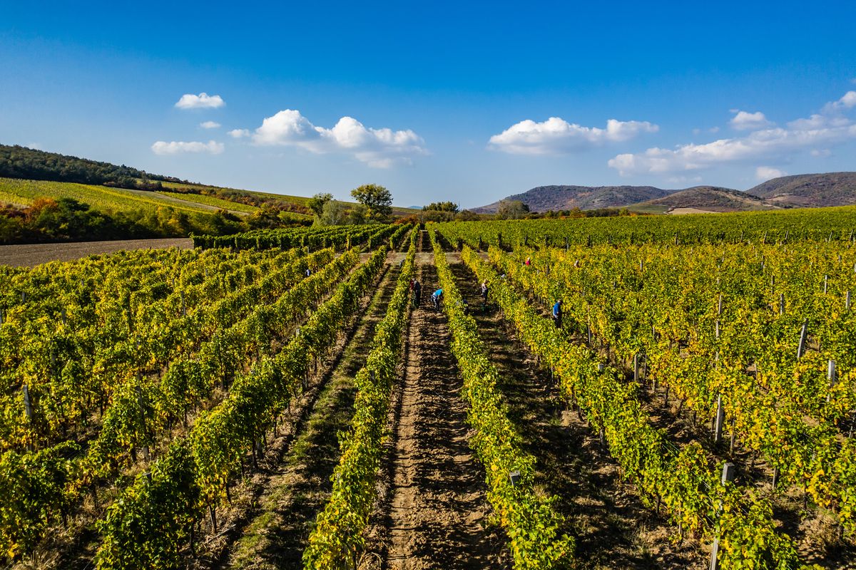 Magyar Bormarketing Ügynökség