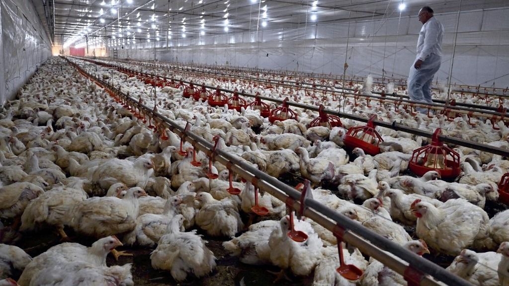 Chiken farm in Brazil csirke Master Good vendég csirkemell Mercosur