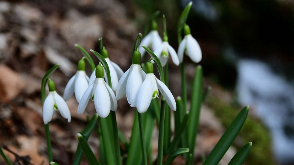 Súlyos tízezreket kockáztat, aki leszed egy csokor hóvirágot: a természet és a pénztárcánk is jobban jár, ha üzletben vásárolunk a növényből 