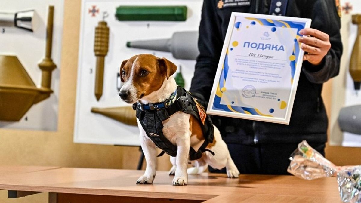 Ez a mélypont: a NATO főtitkárát egy ukrán kutya győzte meg, hogy folytatni kell a háborút az oroszok ellen - "Azt mondta nekem, sose adják fel" 