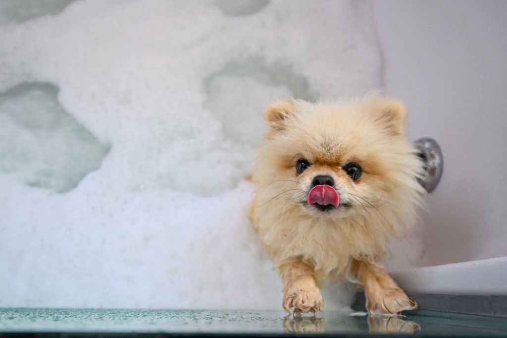 Kutya a szállodában: nálunk még tanulják, másutt más komplex – és jövedelmező – szolgáltatás 