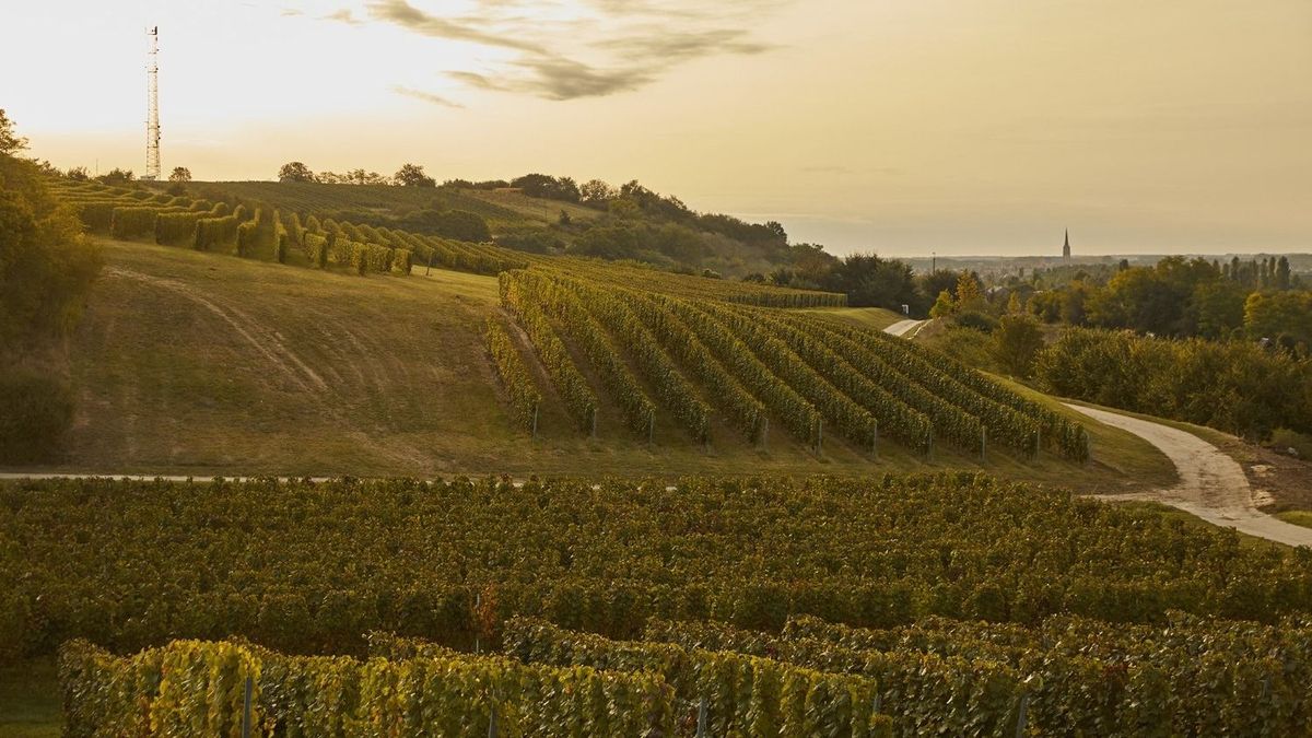 A németek megőrülnek a jó magyar borért, ámul a világ – hogy csináljuk ezt? 