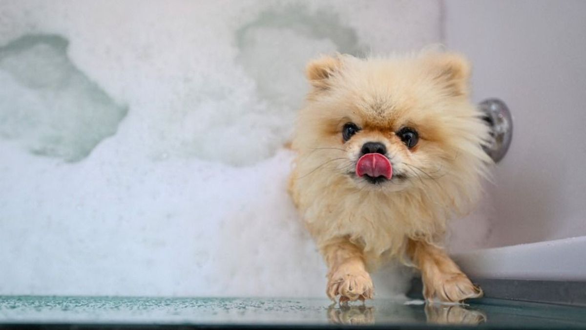 Este 8 után tilos az ugatás, avagy köntös az ebnek? – ennyiféleképpen faraghatunk rá kutyával a Balatonnál 