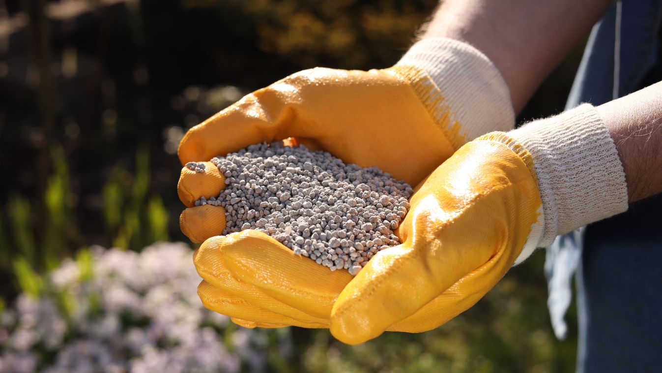 Man,With,Fertilizer,In,Hands,Outdoors,,Closeup műtrágya