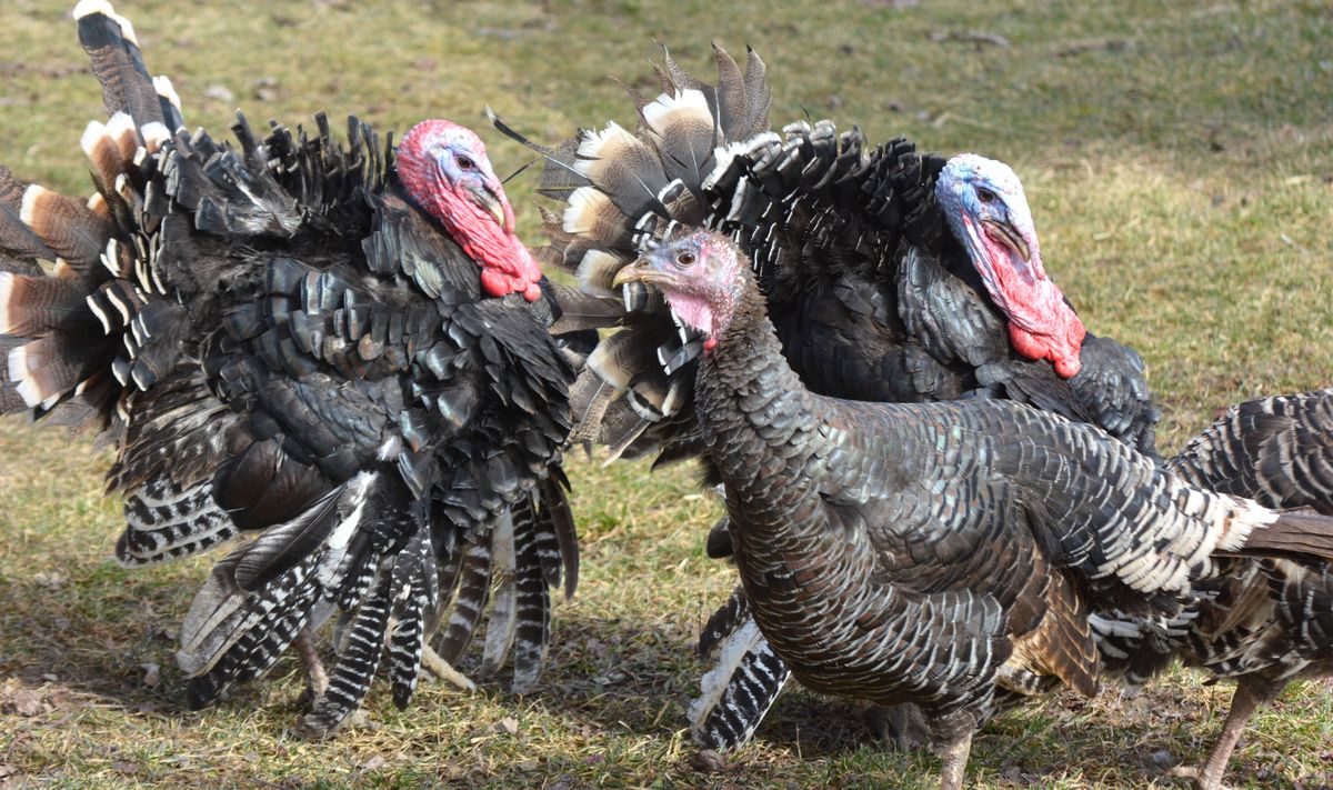 Adult,Domestic,Turkeys,In,A,Rural,Yard. pulyka