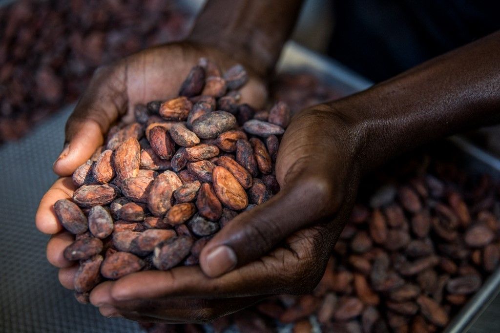 From bean to bar, Haiti's cocoa wants international recognition kakaó kakaóbab édesség csokoládé