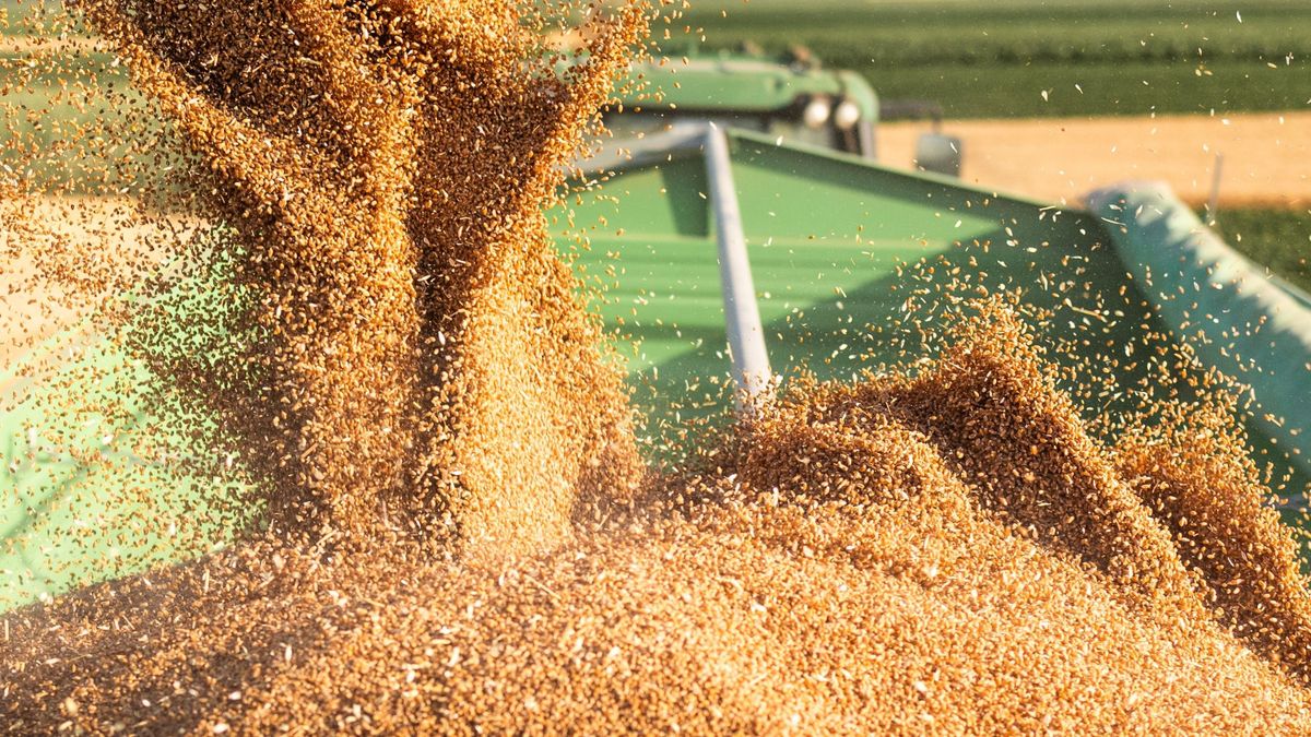 Wheat,Harvesting.modern,Harvester,Loading,Off,Wheat,On,Tractor,Trailers. brüsszel