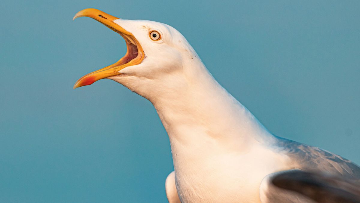 Behódoltatnák a brit fontot az élővilágnak, Churchill helyét akár egy sirály is kaphatja 