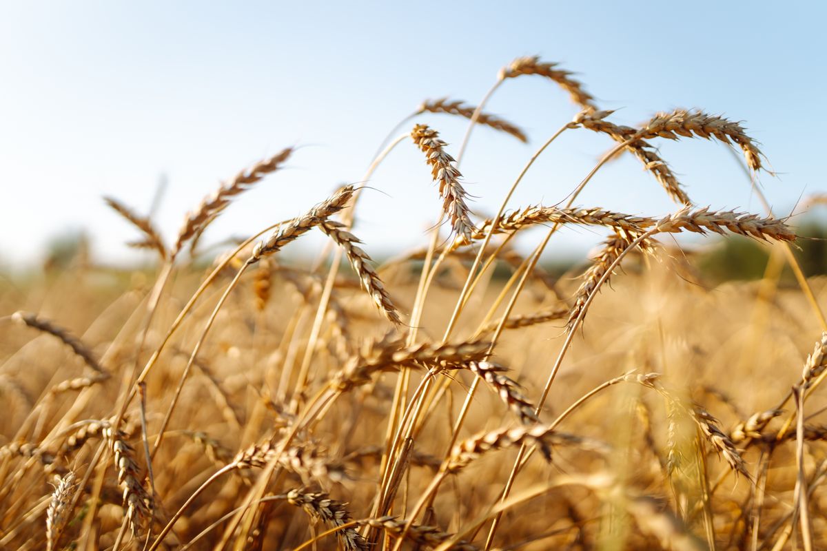 A,Bright,Field,Of,Ripe,Wheat,Against,A,Blue,Sky hő