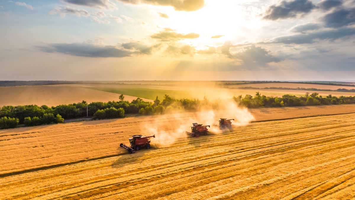 Már csak ez kellett: nemcsak az olaj és a gáz ára lőtt ki, de elszállt egy alapvető élelmiszer is – több mint másfél éves csúcsot hozott a hétfő 
