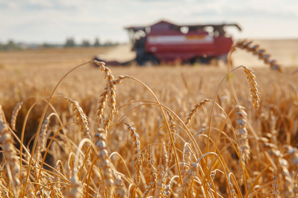 Combine,Harvester,Removes,Wheat,In,The,Field.,Bread,Production.