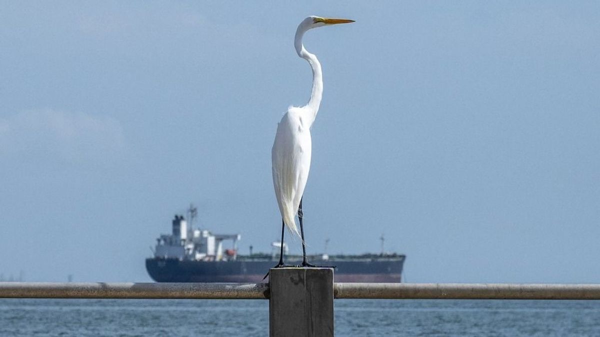 Az olajsokk képekben - megremegett a világ 