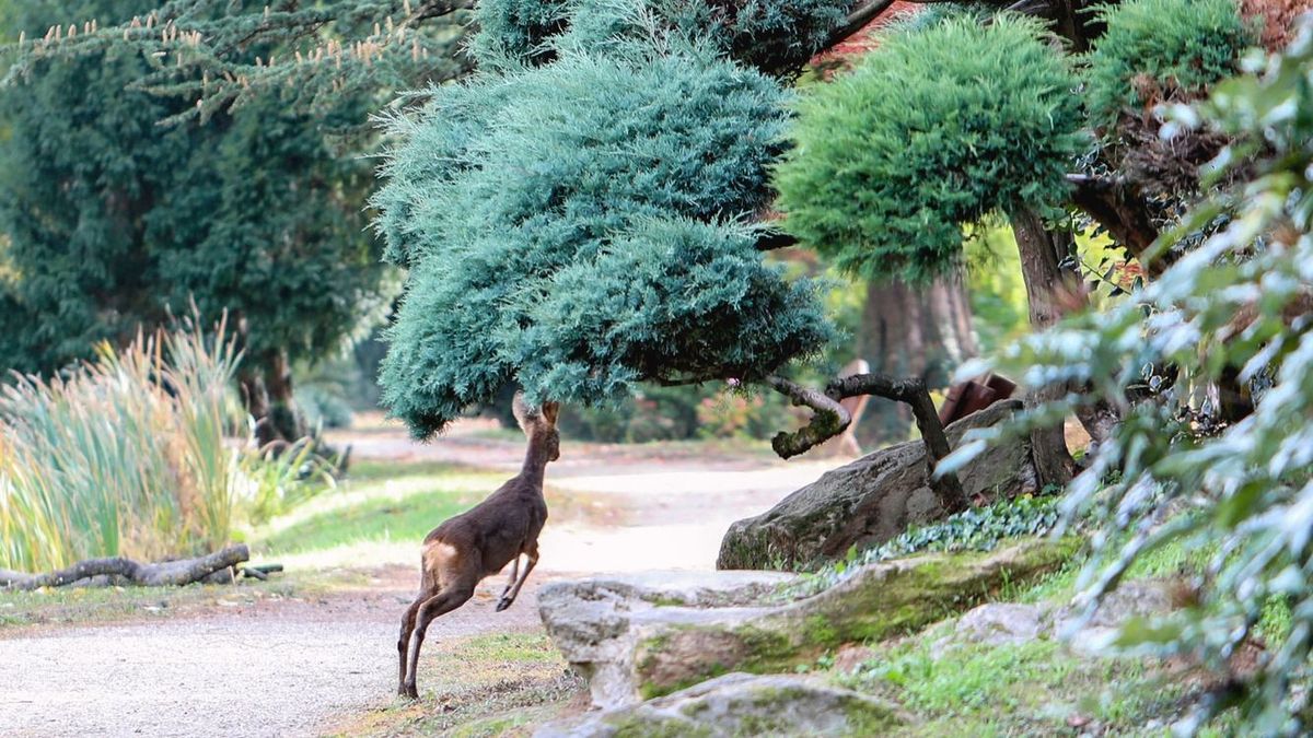 Kámoni Arborétum. Fotó: VAOL/Cseh Gábor