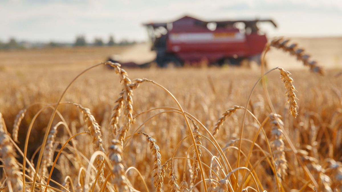 ukrán lobbi, Ukrajna, agrárium, import, verenyképesség