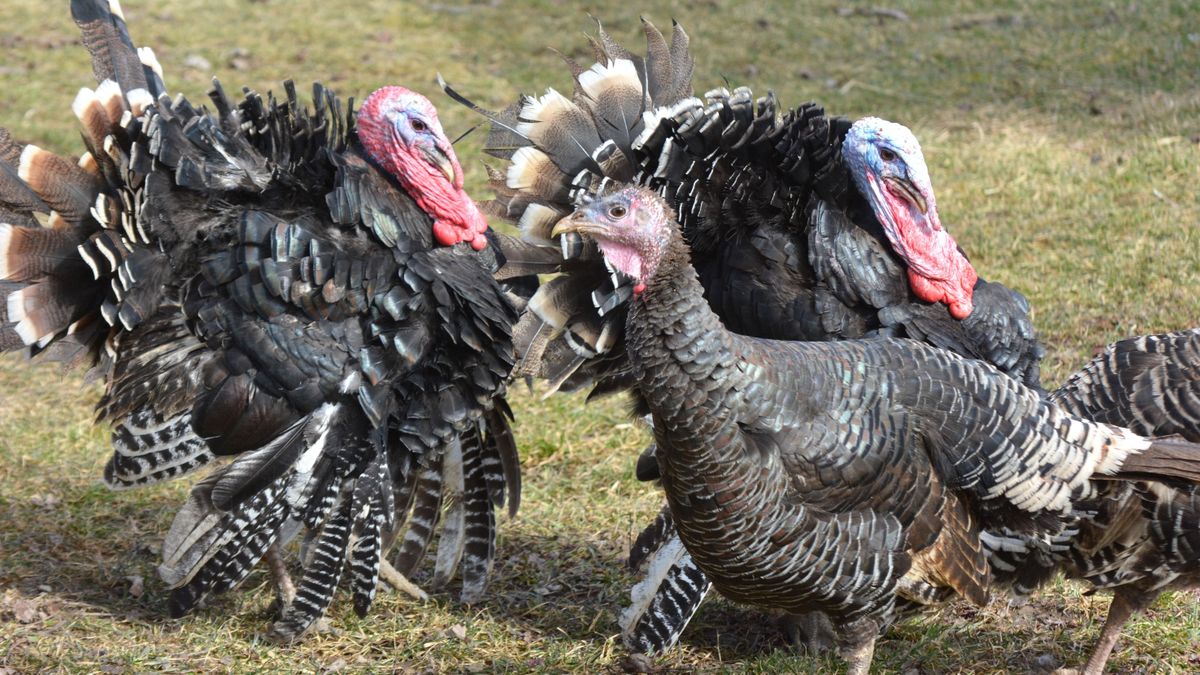 A magyar pulyka a vízözönt is túlélné – a koronavírust, az aszályt és a madárinfluenzát legyőzte 