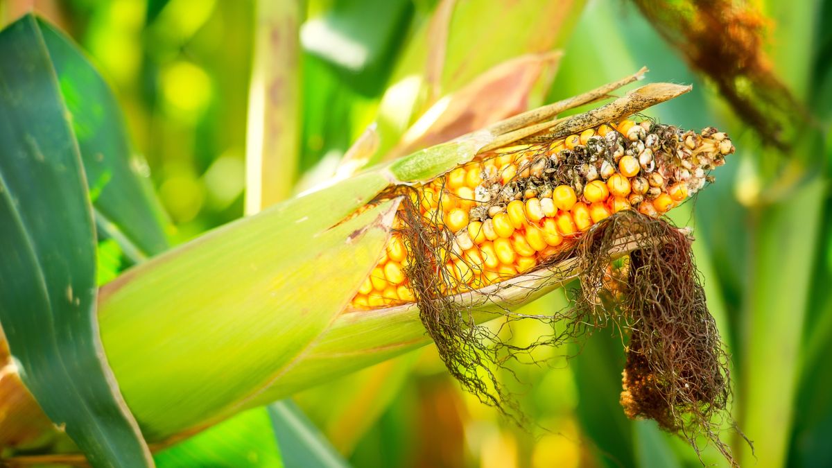 Elindultak felfelé a gabonaárak, de erre a magyar gazdáknak szükségük is van – nagyot nőtt a termelési költség 