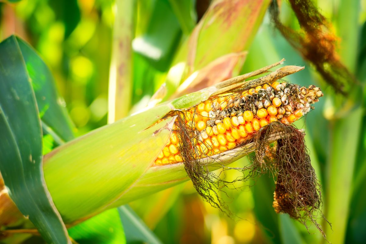 Extreme,Weather,,Drought,And,Heat,Crop,Failures,In,Maize,And