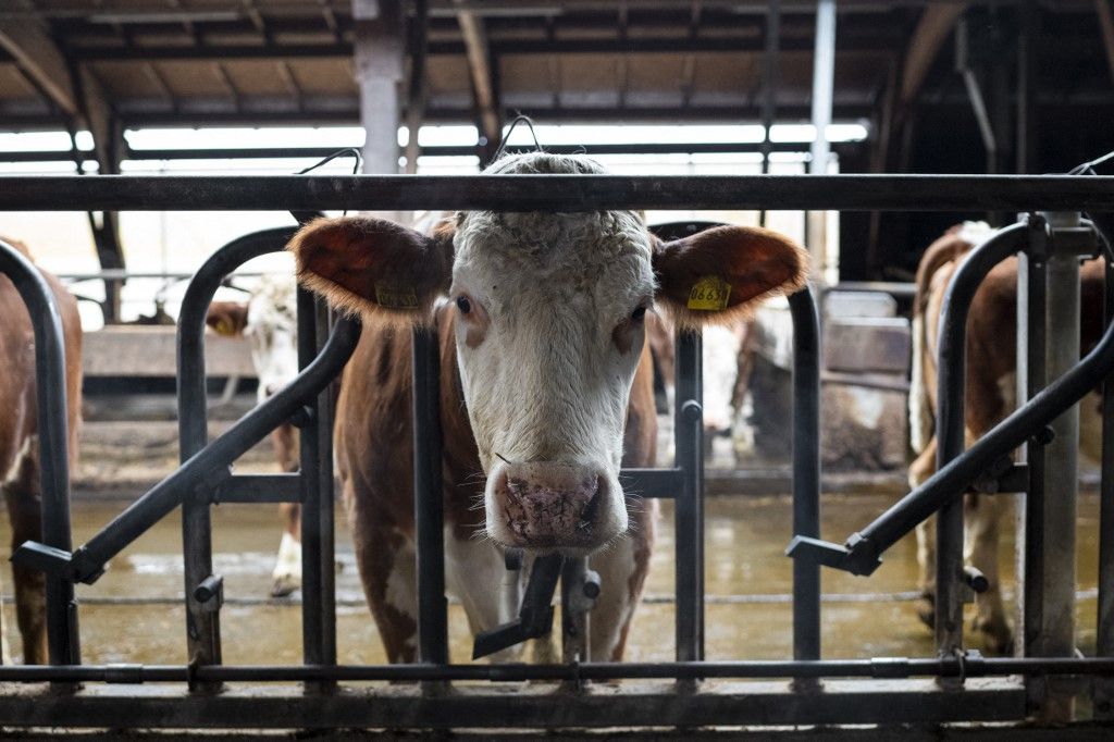 A tej ára hatalmasat csökkent a termelőknél, a boltban, Magyarországon és Európában, de gyűlnek a felhők