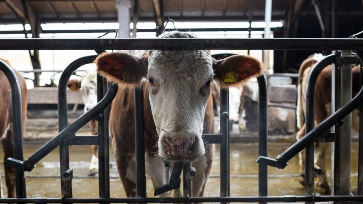 Egyre olcsóbb a tej, de ne örüljünk korán, megjöhet a böjt 