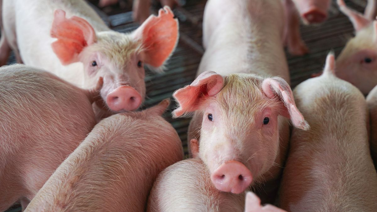 sertéshús,Close,Up,In,The,Pig,Farm,pork,Weighs,Approximately,60,Kilograms.