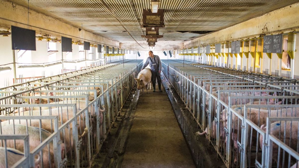 Kulcskérdés a magyar élelmiszerexport 