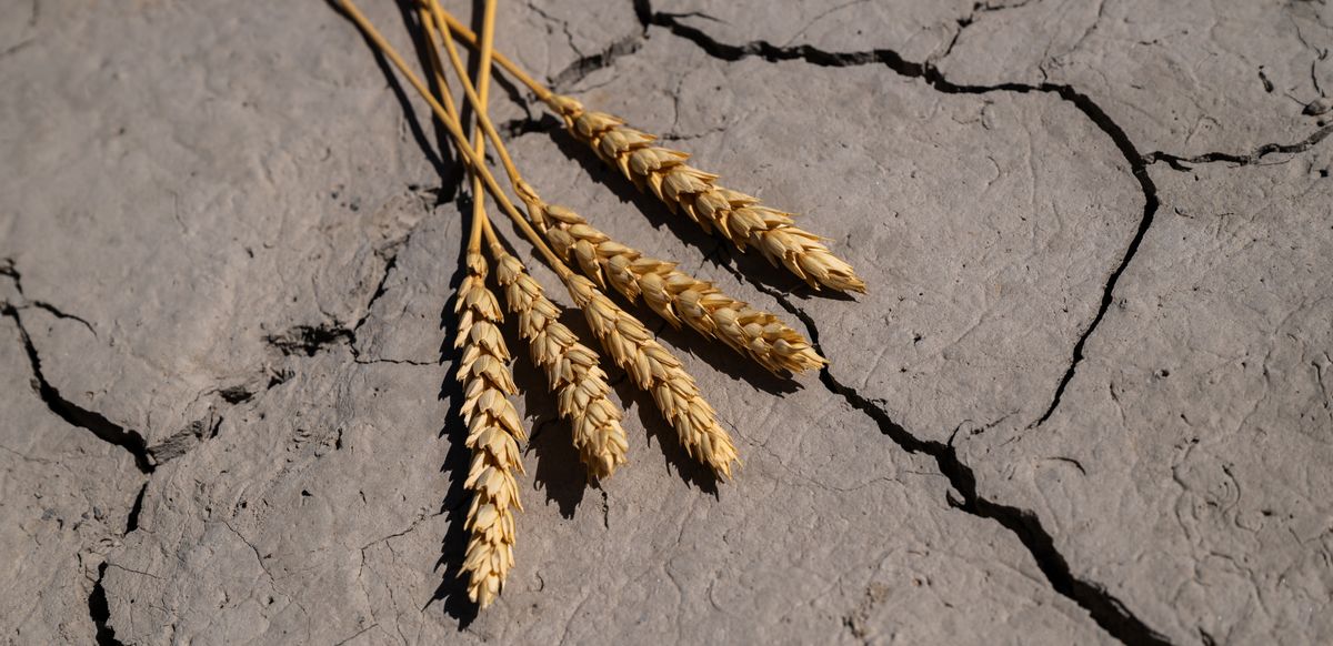 Ears,Of,Wheat,And,Cracked,Clay,In,The,Hot,Desert búza aszály