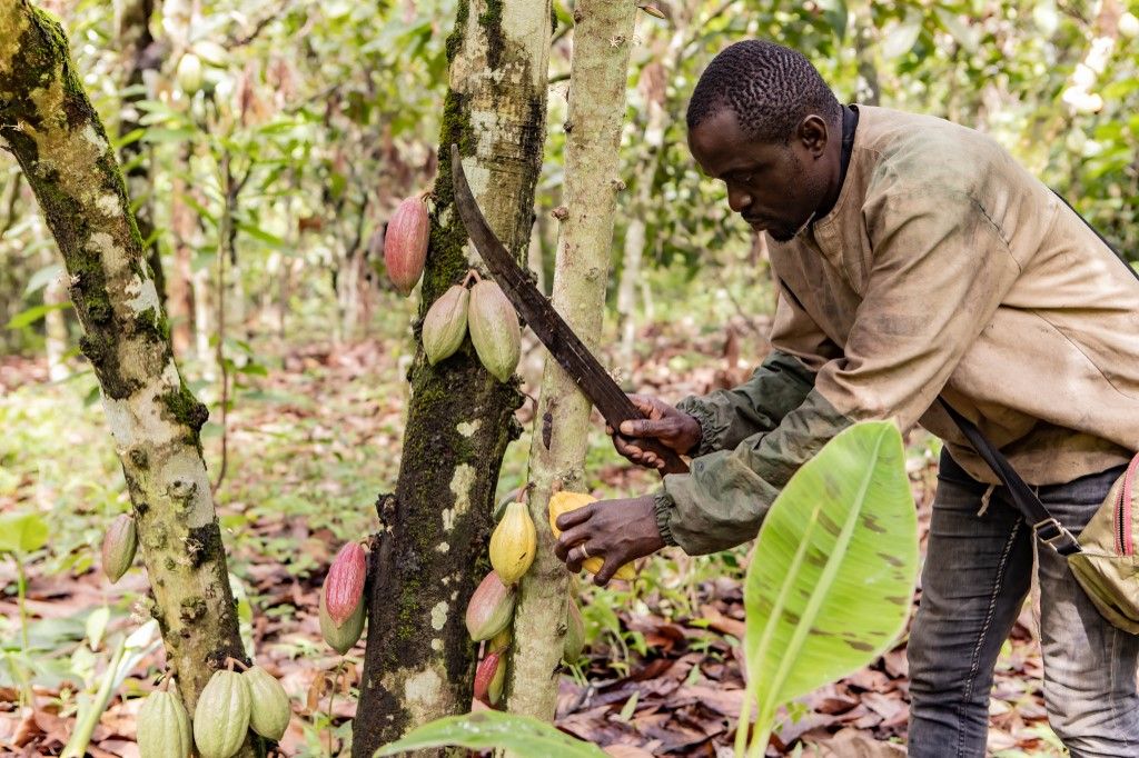 El Nino CAMEROON-BUEA-COCOA PLANTATION